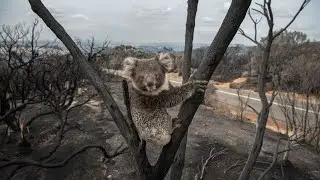 Berejiklian government &lsquo;won't blow up&rsquo; over controversial koala protection laws
