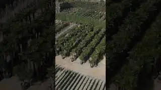 Shipping Plants Worldwide: A Peek Inside Our Export Process 🚛