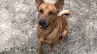 #76 My cutie doggy 🐕 and Cutie Cats 🐈 | My Handsome Boy  So sweet