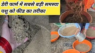 The biggest problem in Dairy Farm is the method of feeding feed ll Ganesh Dairy Farm ll Dairy Far...