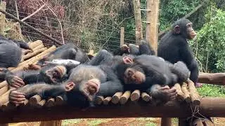 a day in the life of a rescued baby chimp at Tacugama