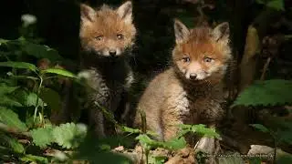 Wer f&auml;hrt mit mir zum Fuchsbau / Dachsbau - Who goes to the red fox / badgers den with me?