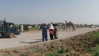 Dangerous Camel Loading in Bhatta Chowk 2023