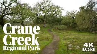 Crane Creek Regional Park Morning Walk - Fog, Oaks, Streams and Cows!