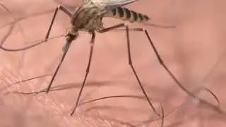 Mosquito's took 3 attempt to probe skin || learndoctor