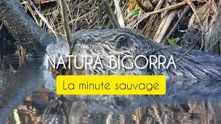 La minute sauvage #6 ~ Animaux observ&eacute;s au Lac de Bours