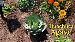 Added Two New Agaves to the Garden | Agave parryi &lsquo;Huachucensis&rsquo;