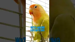 Watch Amazing Acrobatic Bird @Adorable Cute Animal-Novita #pets#bird #cute#shorts#acrobatic bird
