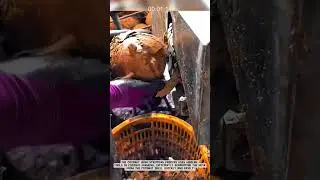 Coconut Coir Stripping Process with Modern Tools #AgriculturalInnovation