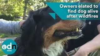 Owners elated to find dog alive after wildfires