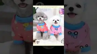 Colorful Pet Hoodie Pets Clothes  #dog #cat #pet #petclothes #shopeetagtowin #ShopeeTagToWin