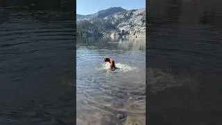 Golden pup living the dream.  #dog #goldenretriever #nature #mountains