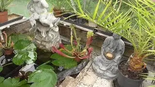 K&oslash;d&aelig;dende planter i sump milj&oslash; og og kaktus i &oslash;rken milj&oslash; i samme drivhus.