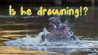 Can Hippos Swim? Unveiling the Truth About Hippopotamuses!