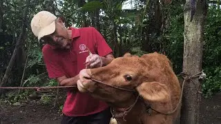 PENANGANAN SAPI MOGOK MAKAN DAN NGOS-NGOSAN TEREKENA PENYAKIT BOVINE EPHEMERAL FEVER (BEF)