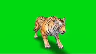 tiger free green scene background croma