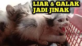Kucing liar dan galak jadi jinak.!! Inilah caranya..😍