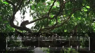 June 9 - Woodland Creatures - Music Video - Sheet Music - Writing Prompts