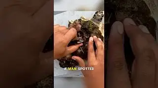 Helping a Sea Turtle Shed Its Barnacles#shorts #animals #wildlife #fyp