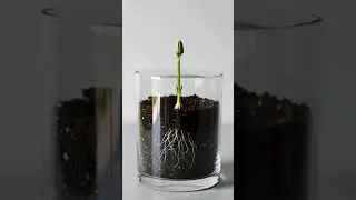 Marigold Plant Growth to Full Bloom | Ultra Realistic Timelapse DesiHariyali