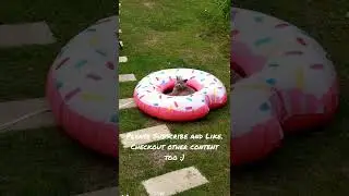 CAT IN SWIMMING POOL DONUT | FUNNY CAT