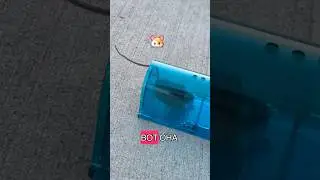Из жизни Американских животных 😲 как мы ловили мышь 🐁 #usa #house #mouse