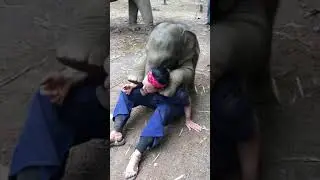 A baby elephant hug! #thaielephanthome