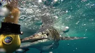 A Striped Marlin off Kiama January 2015