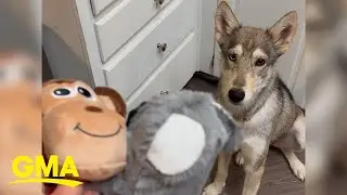 Watch the sweet moment this rescue dog plays with its toy for the 1st time