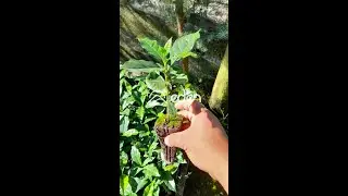 Así se logran plantones de CAFÉ PERFECTOS: técnica en bandejas de germinación. #peru