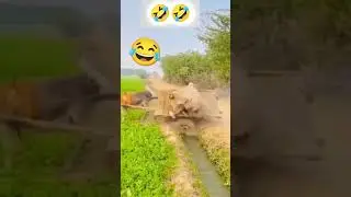 Aye eee #Anil#kumar #shortvideo