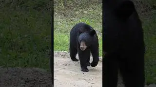 Don't feed the bears! #canada #blackbear #bear #attack #wildlife #nature #like #subscribe #animals