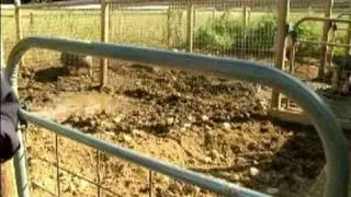 Understanding & Raising Pigs : Why Pigs Wallow