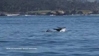 Gray whales migrating south through Monterey Bay, 1/28/17