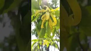 Иланг-иланг или кананга душистая.  Ylang-ylang or cananga odorata.