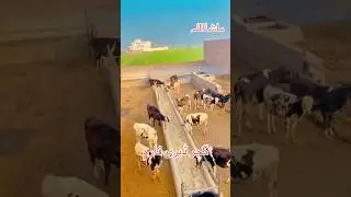 Cross breed😍😘ماشااللہ❤️ #bussiness #cow #breedingpair #importedbreed #animals #gujjardairyfarm