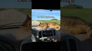 Driving 😈😈... #trending #funny