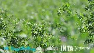 Heno de alfalfa: una oportunidad de negocio para la Argentina