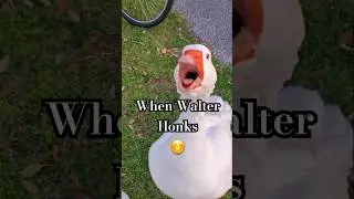 When Walter Honks #honk #honkytonk #sillygoose #birds #funny #goose #nature #animals #cute #shorts
