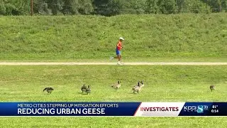 KCCI Investigates: Urbandale’s ‘little monster’ gets geese to move safely, saving taxpayers money