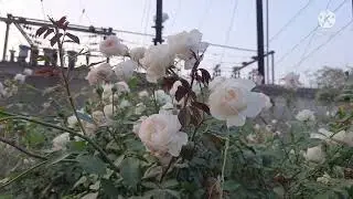 My white roses #Desi white rose plant #