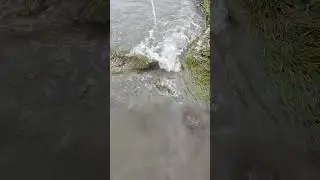 Fish Catching in Flood Water | Brahmaputra River Assam India |  #fishing #fishcatching| Village Life
