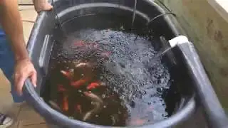 PVC Hoop House and Aquaponics System (Redesigned)