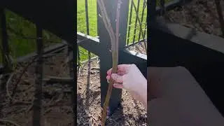 Как обрезать ежевику #советыпосадоводству #обрезка #ежевика