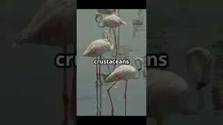 The Shocking Truth About Flamingo Colors 🌈🦩