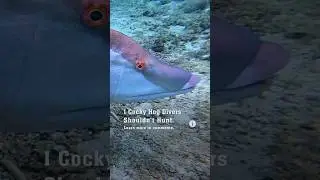 1 Cocky Hog Divers Shouldn&rsquo;t Hunt 😳