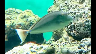 テングハギ　Bluespine unicornfish　Naso unicornis