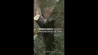 RENOVANDO OLIVOS ENVEJECIDOS DE 1 PIE - PARTE I