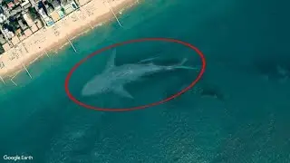 Top 5 mysterious creatures caught on Google Earth
