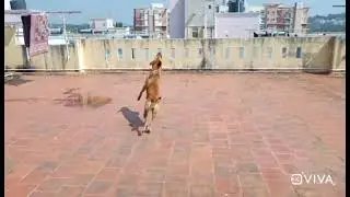 my dog catching excercise #workout #jazz fun time